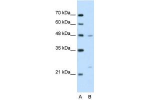 BSDC1 antibody used at 2. (BSDC1 抗体  (N-Term))