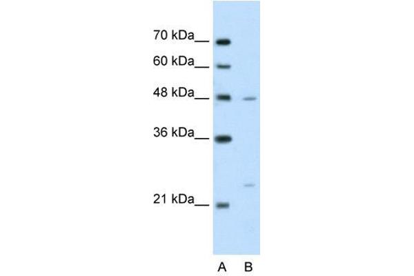 BSDC1 抗体  (N-Term)