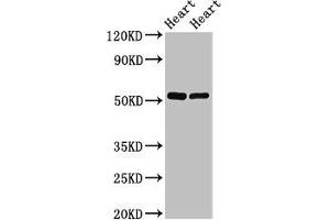 Western Blot Positive WB detected in: Rat heart tissue, Mouse heart tissue All lanes: SHE antibody at 2. (SHE 抗体  (AA 2-162))