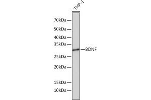 Western blot analysis of extracts of THP-1 cells, using BDNF Rabbit mAb (ABIN7265916) at 1:1000 dilution. (BDNF 抗体)