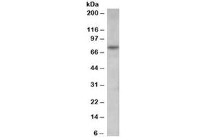 Western blot testing of human spleen lysate with PAD4 antibody at 0. (PAD4 抗体)