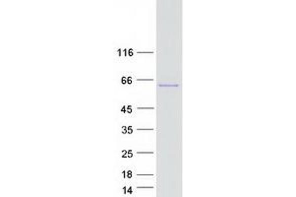 NCOA1 Protein (Transcript Variant 2) (Myc-DYKDDDDK Tag)