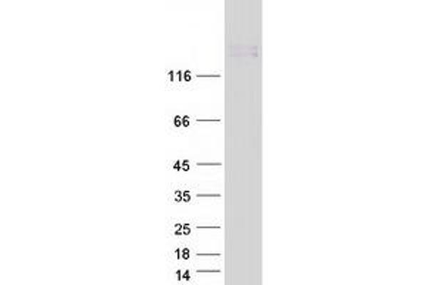 GPR124 Protein (Myc-DYKDDDDK Tag)