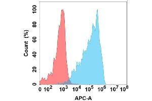 Flow cytometry analysis with Anti-CD160 on Expi293 cells transfected with human CD160 (Blue histogram) or Expi293 transfected with irrelevant protein (Red histogram). (CD160 抗体)