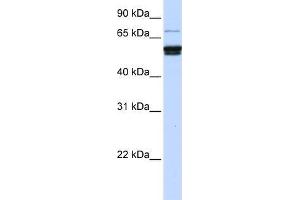 Human 721_B; WB Suggested Anti-ZNF93 Antibody Titration: 0. (ZNF93 抗体)