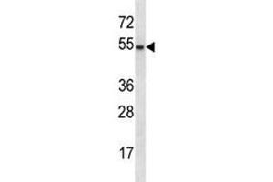 GATA3 antibody western blot analysis in mouse liver tissue lysate. (GATA3 抗体  (AA 235-263))