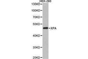 Western Blotting (WB) image for anti-Xeroderma Pigmentosum, Complementation Group A (XPA) antibody (ABIN1875361) (XPA 抗体)