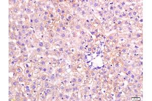 paraformaldehyde-fixed, paraffin embedded mouse liver tissue; Antigen retrieval by boiling in sodium citrate buffer(pH6) for 15min; Block endogenous peroxidase by 3% hydrogen peroxide for 30 minutes; Blocking buffer (normal goat serum) at 37°C for 20min; Antibody incubation with Rabbit Anti-Apolipoprotein A V Polyclonal Antibody, Unconjugated  at 1:200 overnight at 4°C, followed by a conjugated secondary and DAB staining (APOA5 抗体)