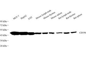 Western blot analysis of CD196 (ABIN7073457) at dilution of 1: 1000 (CCR6 抗体)