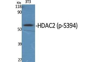 Western Blot (WB) analysis of specific cells using Phospho-HDAC2 (S394) Polyclonal Antibody. (HDAC2 抗体  (pSer394))