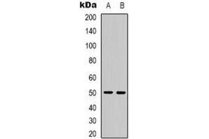 Western blot analysis of PPP4R2 expression in Hela (A), COS7 (B) whole cell lysates. (PPP4R2 抗体)