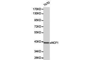 Western Blotting (WB) image for anti-Neutrophil Cytosol Factor 1 (NCF1) antibody (ABIN1873836) (NCF1 抗体)