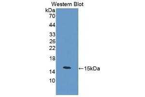 Western Blotting (WB) image for anti-Calcitonin (Calca) (AA 26-136) antibody (ABIN1862366) (Calcitonin 抗体  (AA 26-136))