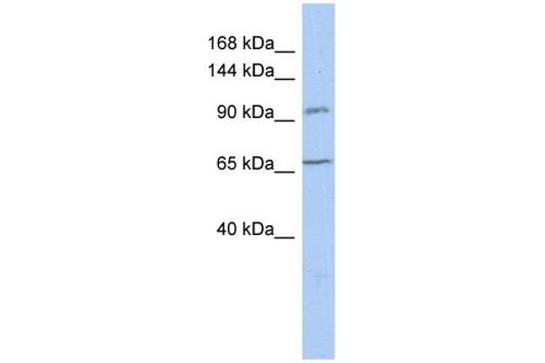 COG5 抗体  (N-Term)