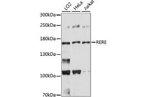 Western blot analysis of extracts of various cell lines, using RERE antibody (ABIN6291795). (RERE 抗体)