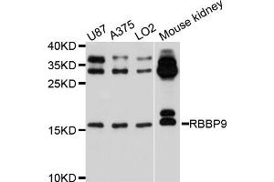 Western blot analysis of extracts of various cell lines, using RBBP9 antibody. (RBBP9 抗体)