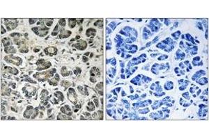 Immunohistochemistry (IHC) image for anti-NADH Dehydrogenase (Ubiquinone) 1 alpha Subcomplex, 8, 19kDa (NDUFA8) (AA 109-158) antibody (ABIN2890434) (NDUFA8 抗体  (AA 109-158))