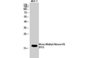 Western Blotting (WB) image for anti-Histone 3 (H3) (meLys37) antibody (ABIN3181854) (Histone 3 抗体  (meLys37))
