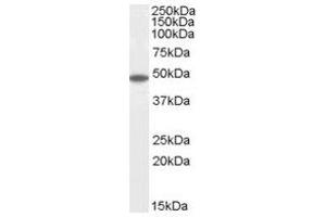 Image no. 1 for anti-Flotillin 2 (FLOT2) (C-Term) antibody (ABIN374221) (Flotillin 2 抗体  (C-Term))