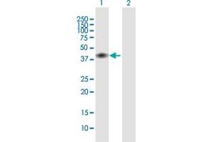 Western Blot analysis of CD28 expression in transfected 293T cell line by CD28 MaxPab polyclonal antibody. (CD28 抗体  (AA 1-220))