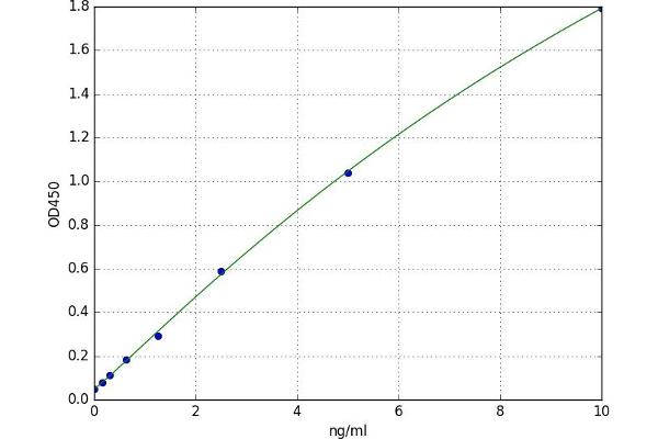 14-3-3 gamma ELISA 试剂盒