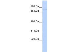 WB Suggested Anti-KIF9 Antibody Titration:  0. (KIF9 抗体  (N-Term))