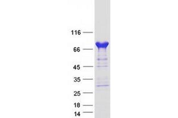 PDE4C Protein (Transcript Variant 2) (Myc-DYKDDDDK Tag)