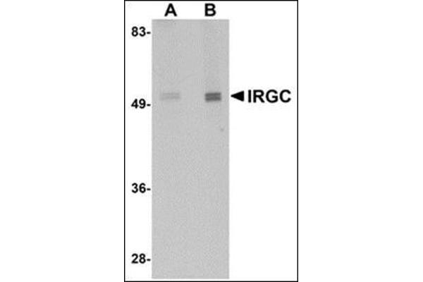 IRGC 抗体  (C-Term)