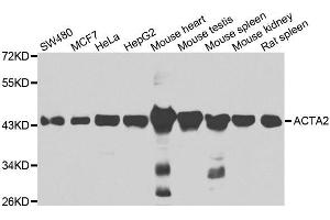 Western blot analysis of extracts of various cell lines, using ACTA2 antibody. (Smooth Muscle Actin 抗体)