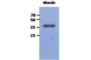 Image no. 1 for anti-Fructose-1,6-Bisphosphatase 2 (FBP2) (AA 1-339), (N-Term) antibody (ABIN1449408) (FBP2 抗体  (N-Term))