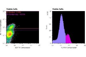 Flowcytometry of huSSECTM cell line overexpressing hFcRn-EGFP labeled with clone DVN24 primary Ab and Texas Red™ conjugated anti-mouse secondary. (FcRn 抗体)