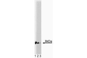 Western blot analysis of S100B on a mouse cerebellum lysate (left). (S100B 抗体  (AA 1-92))