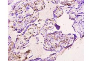 Immunohistochemistry of paraffin-embedded human placenta tissue using ABIN7139729 at dilution of 1:10 (Apelin 抗体)