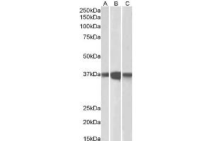 Western Blotting (WB) image for anti-Protein Phosphatase 2, Catalytic Subunit, alpha Isozyme (PPP2CA) antibody (ABIN5930556) (PPP2CA 抗体)