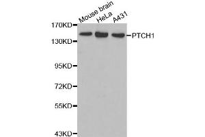 Western blot analysis of extracts of various cell lines, using PTCH1 antibody. (Patched 1 抗体)