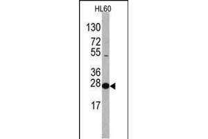 Western blot analysis of anti-EIF4E Antibody (N-term) Pab ((ABIN388675 and ABIN2838633)) in HL60 cell line lysates. (EIF4E 抗体  (N-Term))