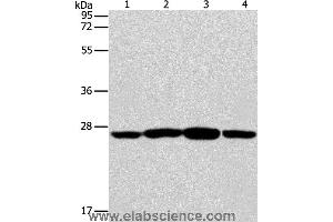 Western blot analysis of Jurkat, A431, A549 and A375 cell, using CASP14 Polyclonal Antibody at dilution of 1:350 (CASP14 抗体)