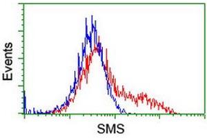 HEK293T cells transfected with either RC200619 overexpress plasmid (Red) or empty vector control plasmid (Blue) were immunostained by anti-SMS antibody (ABIN2454722), and then analyzed by flow cytometry. (SMS 抗体)