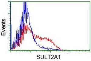 HEK293T cells transfected with either RC204737 overexpress plasmid (Red) or empty vector control plasmid (Blue) were immunostained by anti-SULT2A1 antibody (ABIN2453697), and then analyzed by flow cytometry. (SULT2A1 抗体)