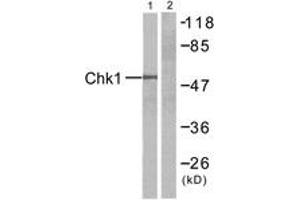 Western blot analysis of extracts from HT-29 cells, treated with UV, using Chk1 (Ab-345) Antibody. (CHEK1 抗体  (AA 310-359))