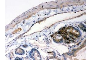 IHC-P: IkBa antibody testing of mouse intestine tissue (NFKBIA 抗体  (AA 3-112))