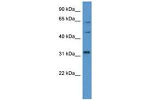 Image no. 1 for anti-MAP Kinase Interacting serine/threonine Kinase 1 (MKNK1) (C-Term) antibody (ABIN6746809) (MKNK1 抗体  (C-Term))