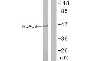 Western blot analysis of the extracts from NIH/3T3 cells using HDAC8 (Ab-39) antibody (E021143). (HDAC8 抗体)