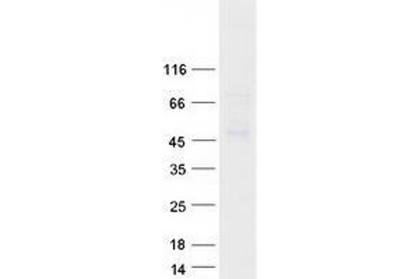 WDSUB1 Protein (Transcript Variant 3) (Myc-DYKDDDDK Tag)