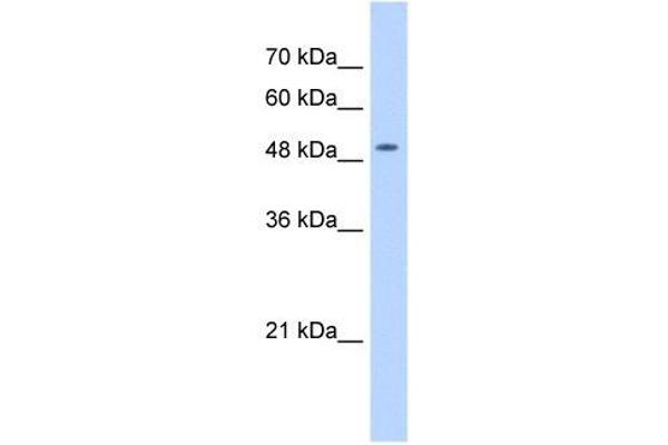 NARG1L 抗体  (Middle Region)