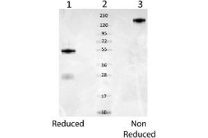 Western Blot of Rabbit anti-Mouse Serum Albumin Cat. (Albumin 抗体)