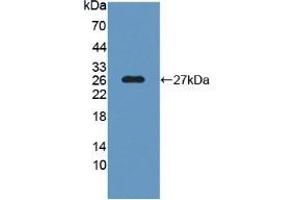 Western Blot; Sample: Recombinant SNAP25, Human. (SNAP25 抗体  (AA 1-206))