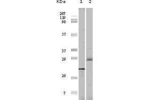 Western blot analysis using 4E-BP1 mouse mAb against truncated 4E-BP1 recombinant protein（1）and A431 cell lysate (2). (eIF4EBP1 抗体)
