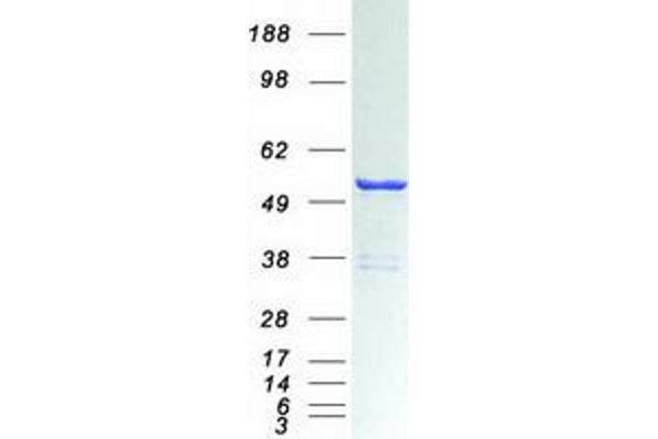 DDX39B Protein (Transcript Variant 2) (Myc-DYKDDDDK Tag)