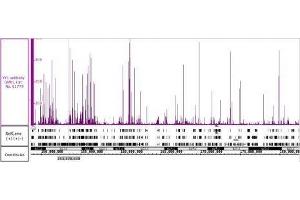 YY1 antibody (pAb) tested by Immunoprecipitation. (YY1 抗体)